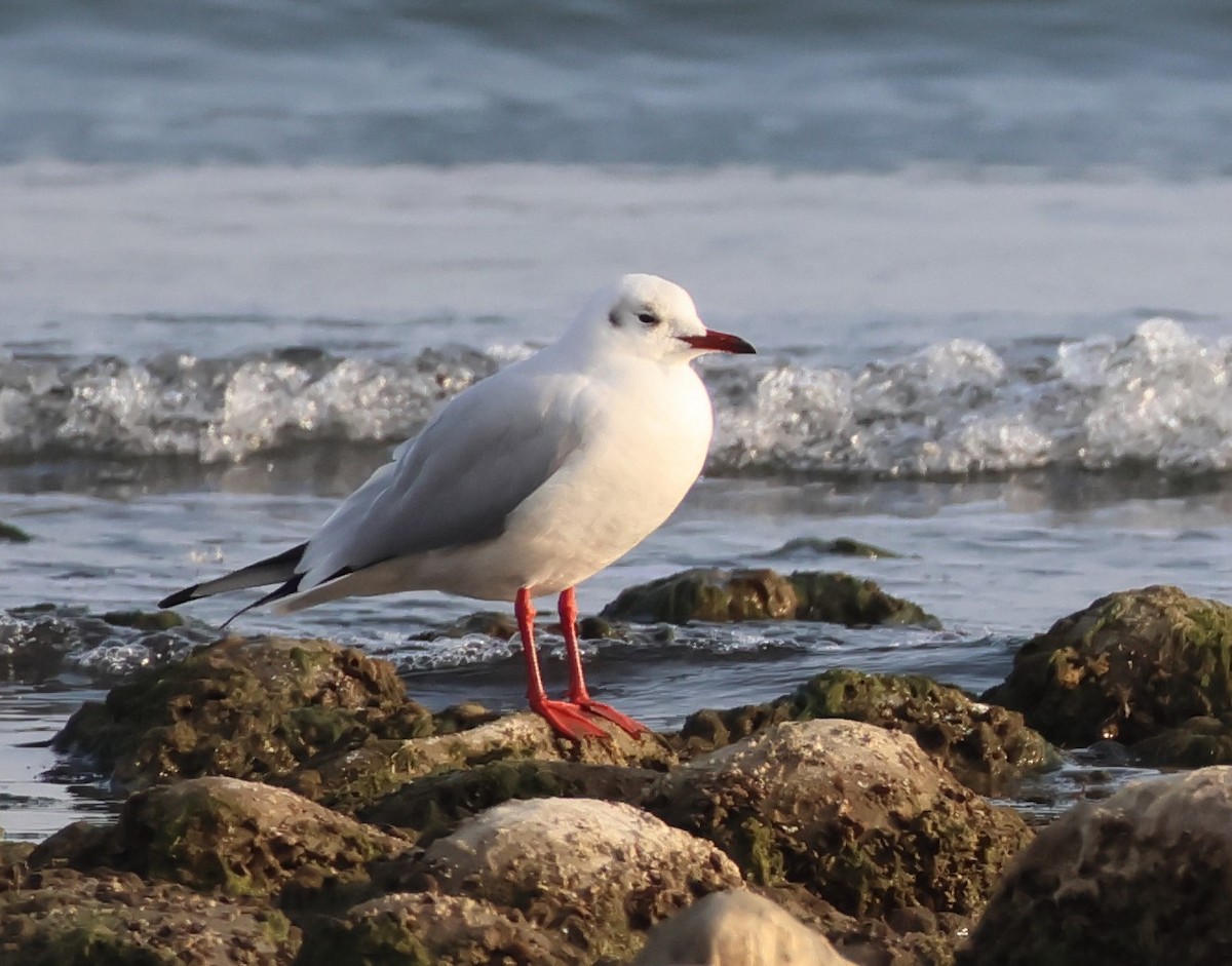 Хүрэн толгойт цахлай - ML646521178