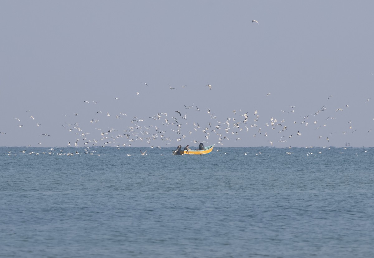 Хүрэн толгойт цахлай - ML646521179