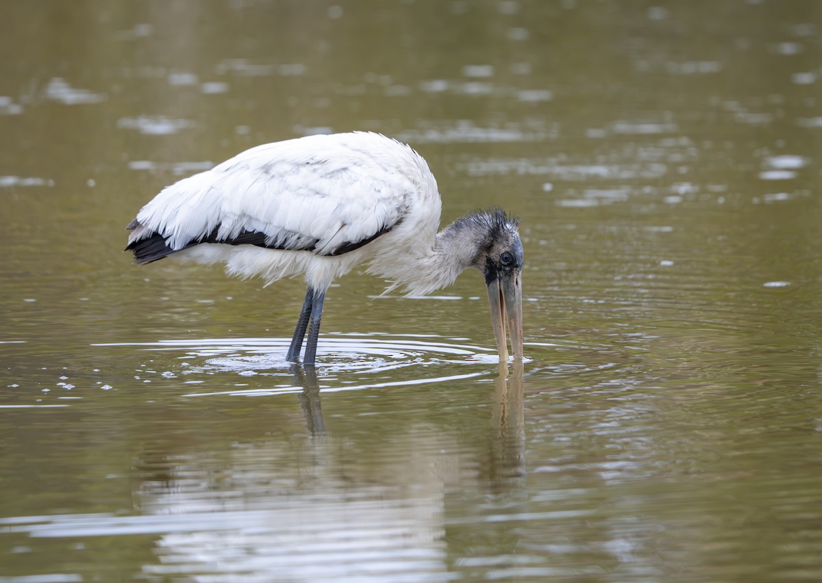 Tántalo Americano - ML646521180
