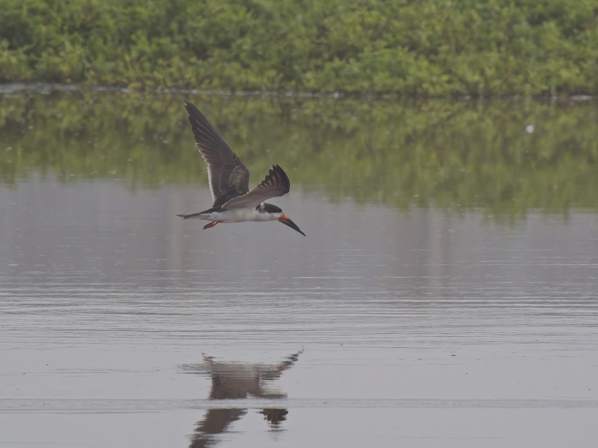 Black Skimmer - ML646521182