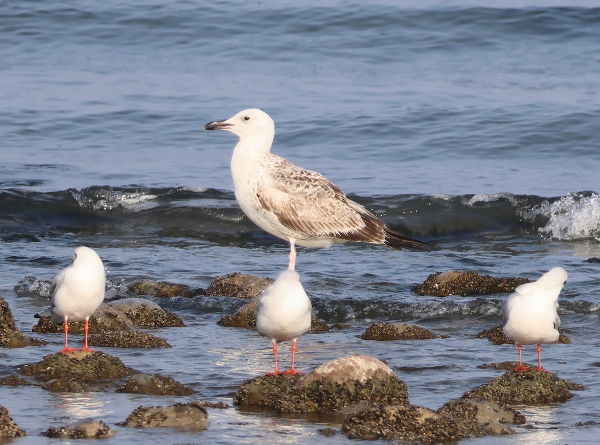 Caspian Gull - ML646521183