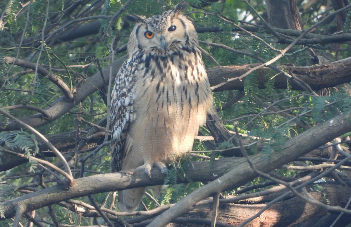 Пугач індійський - ML646521184