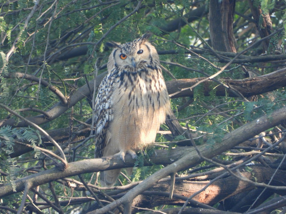 Пугач індійський - ML646521185