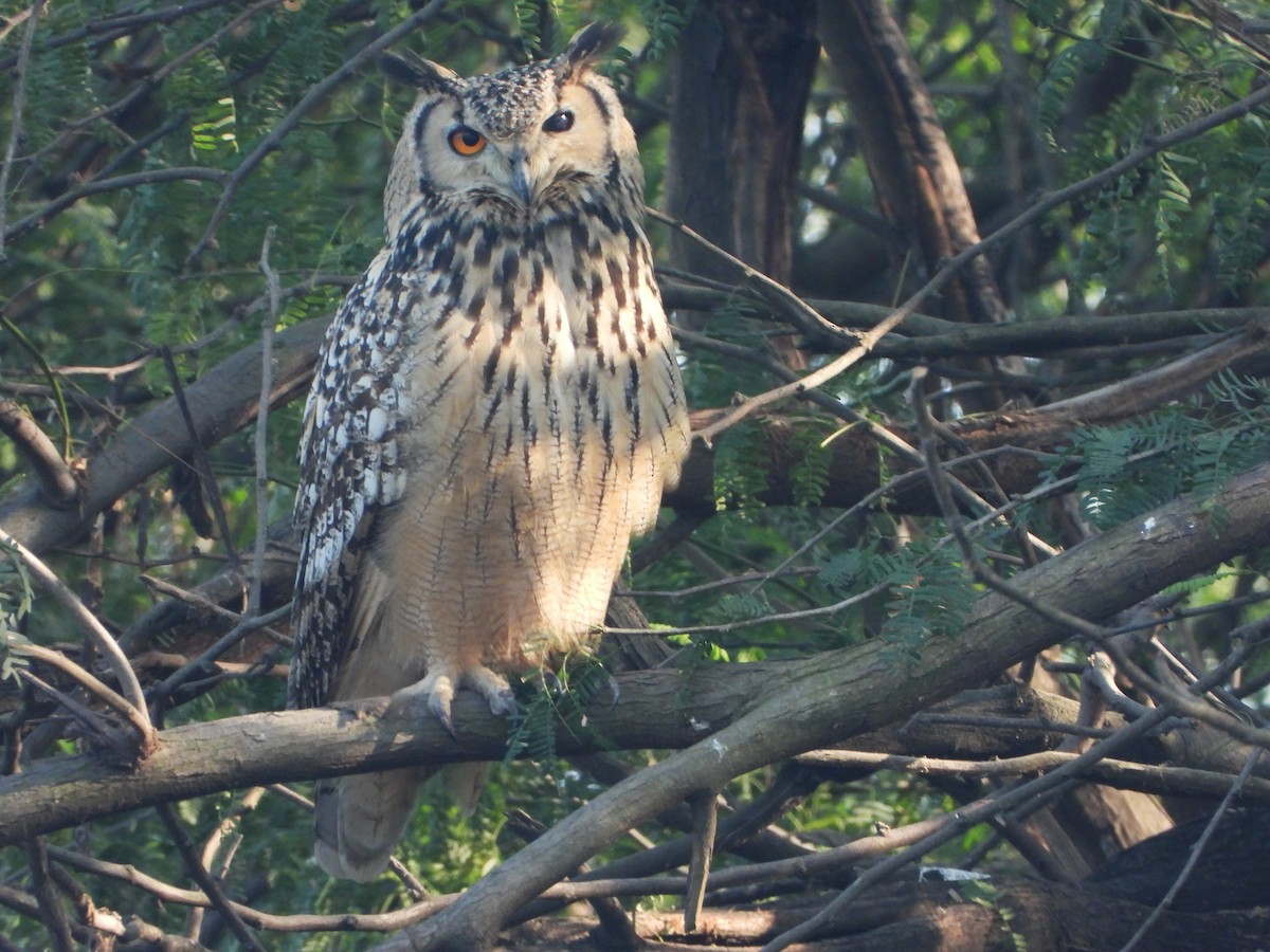 Пугач індійський - ML646521186