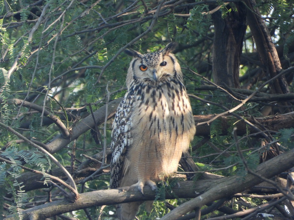 Пугач індійський - ML646521187