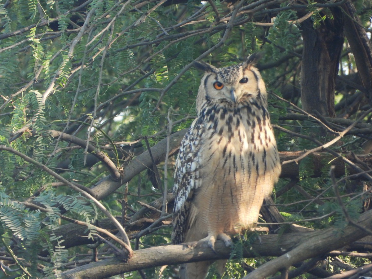 Пугач індійський - ML646521188