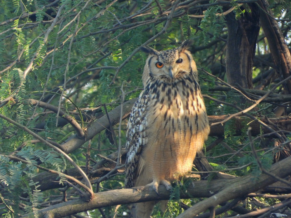 Пугач індійський - ML646521189