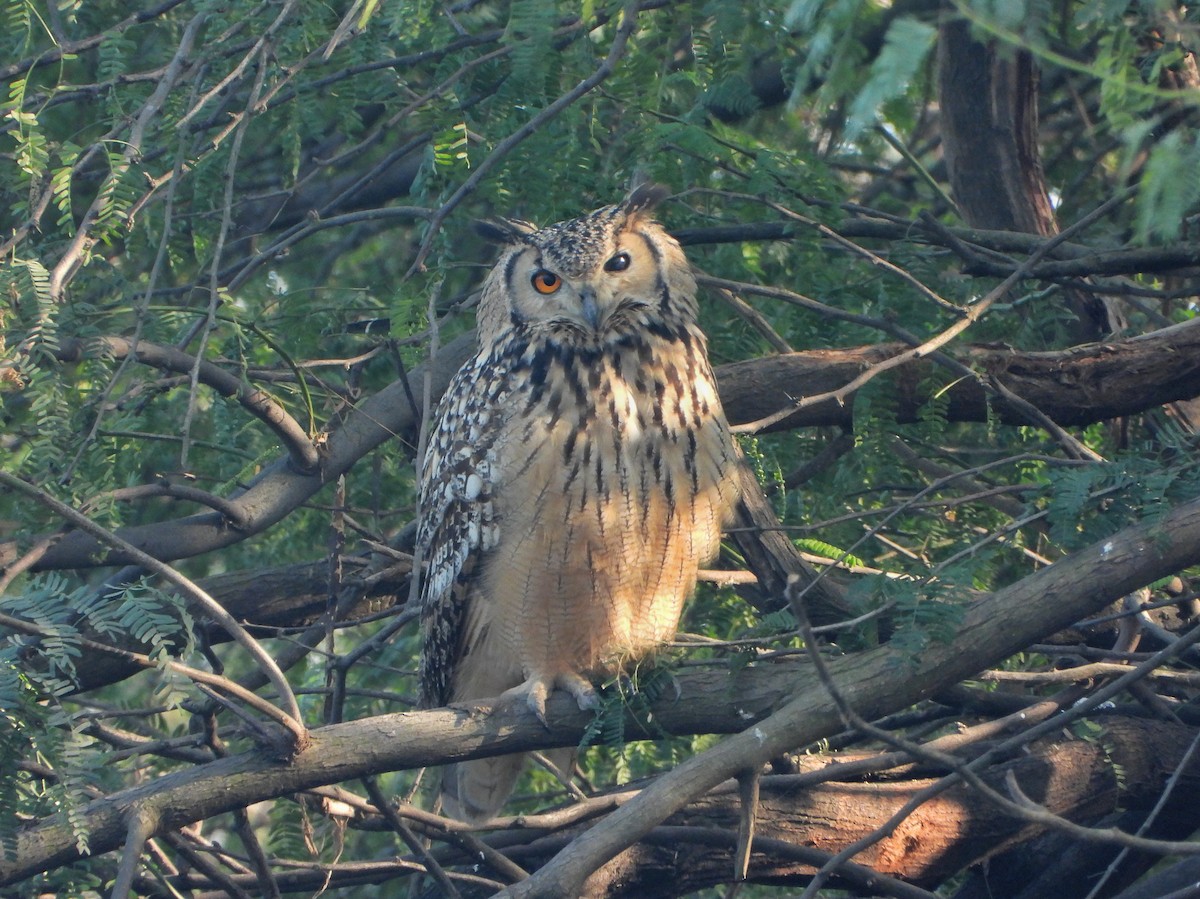 Пугач індійський - ML646521190