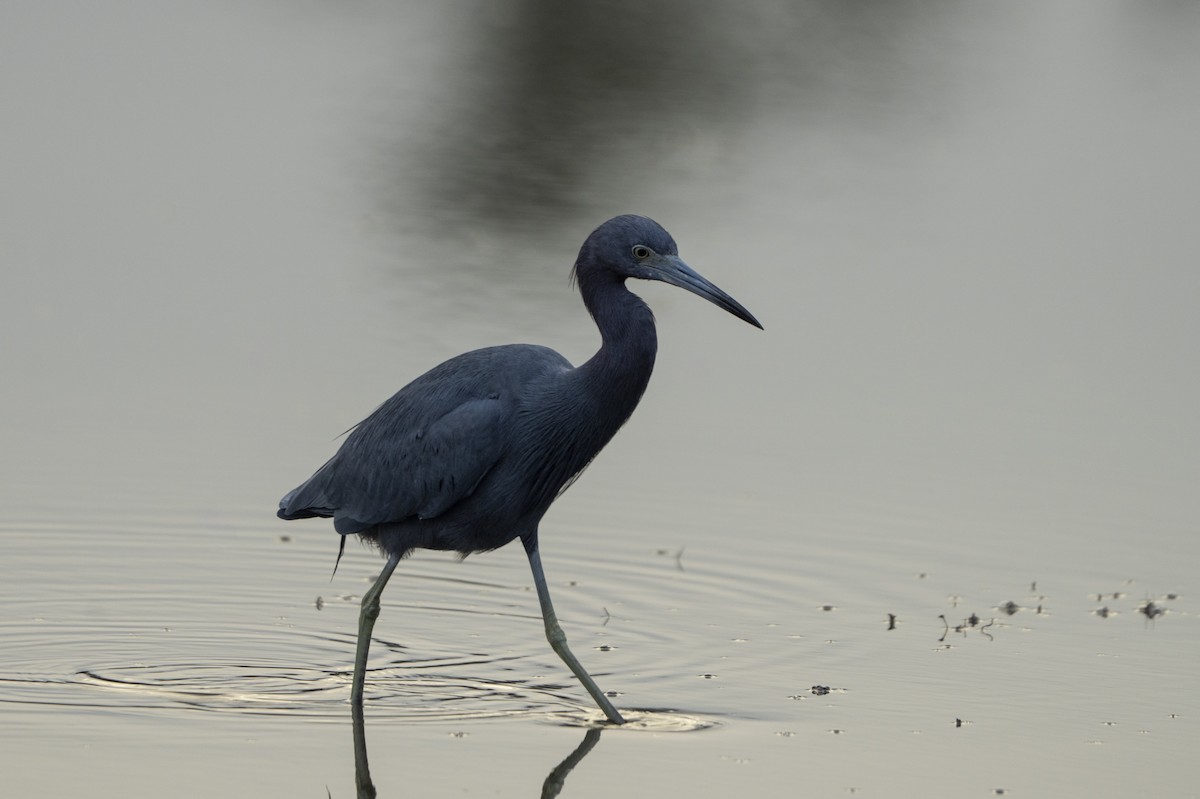Little Blue Heron - ML646521192