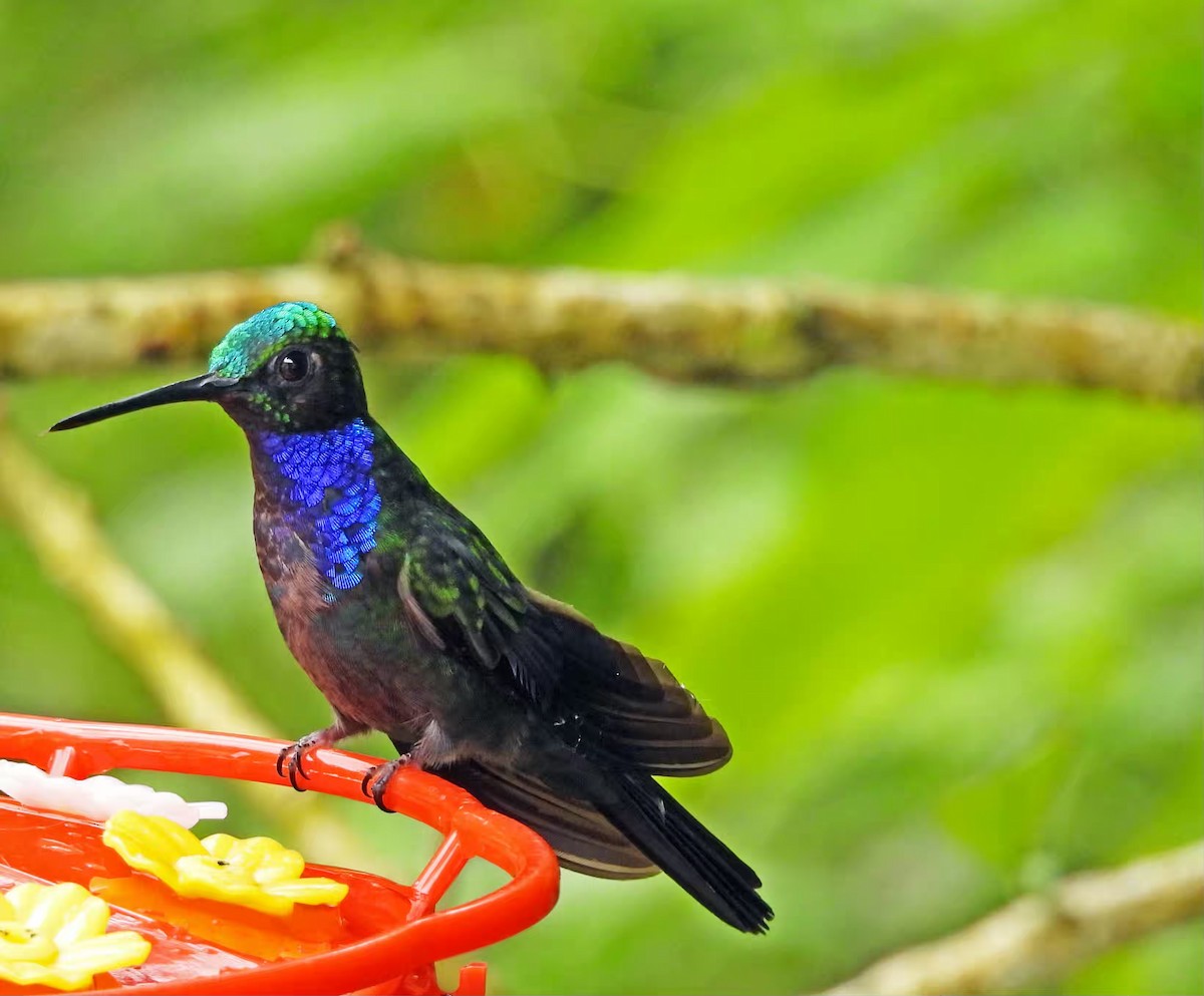 Napodegenflügel - ML646521193