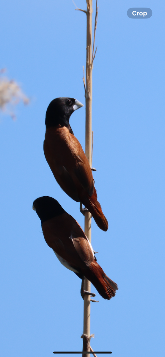 Tricolored Munia - ML646521194