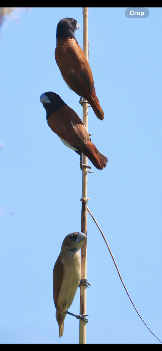Tricolored Munia - ML646521195