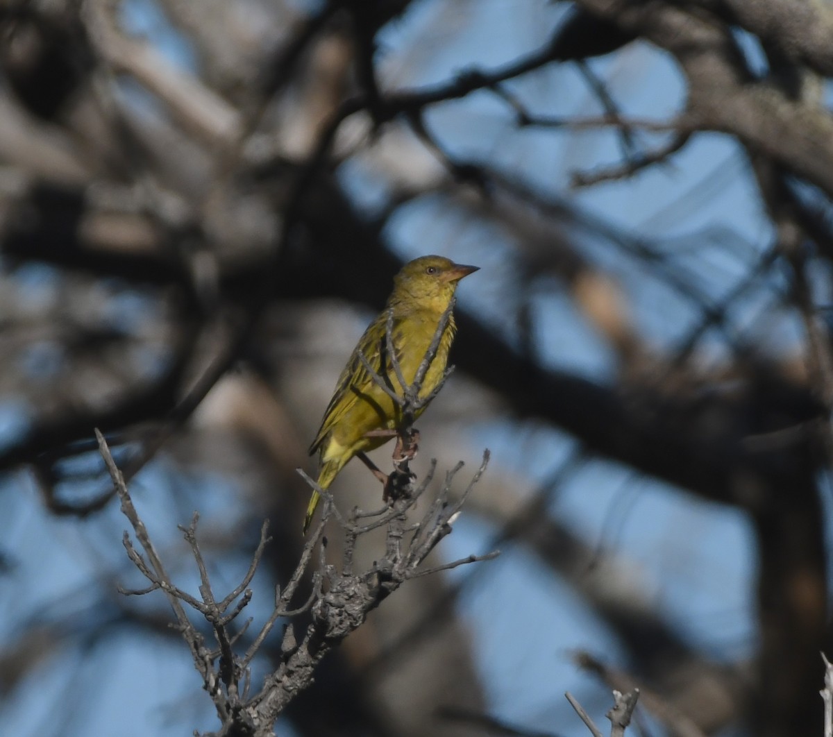 Ткачик іржастощокий - ML646521198