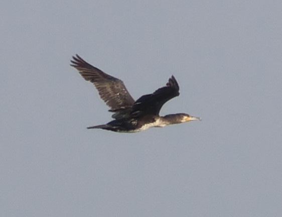 Тураг гогой - ML646521201