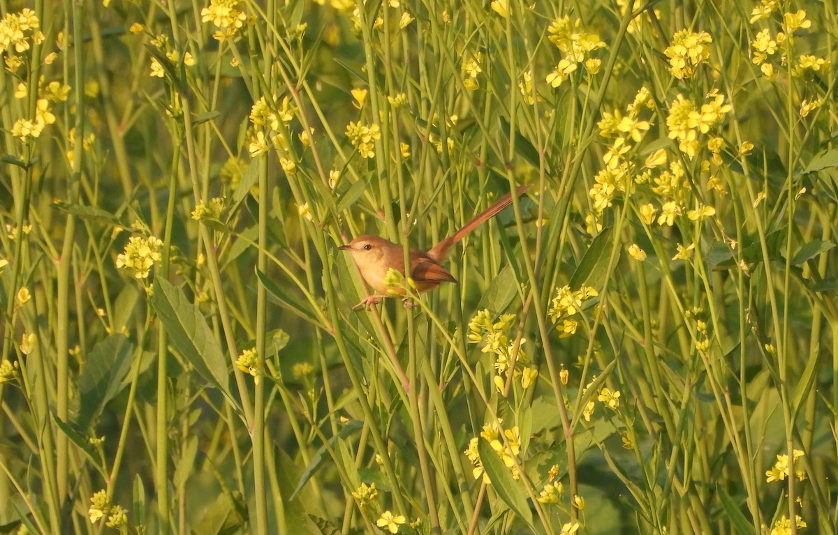 Принія вохристобока - ML646521203