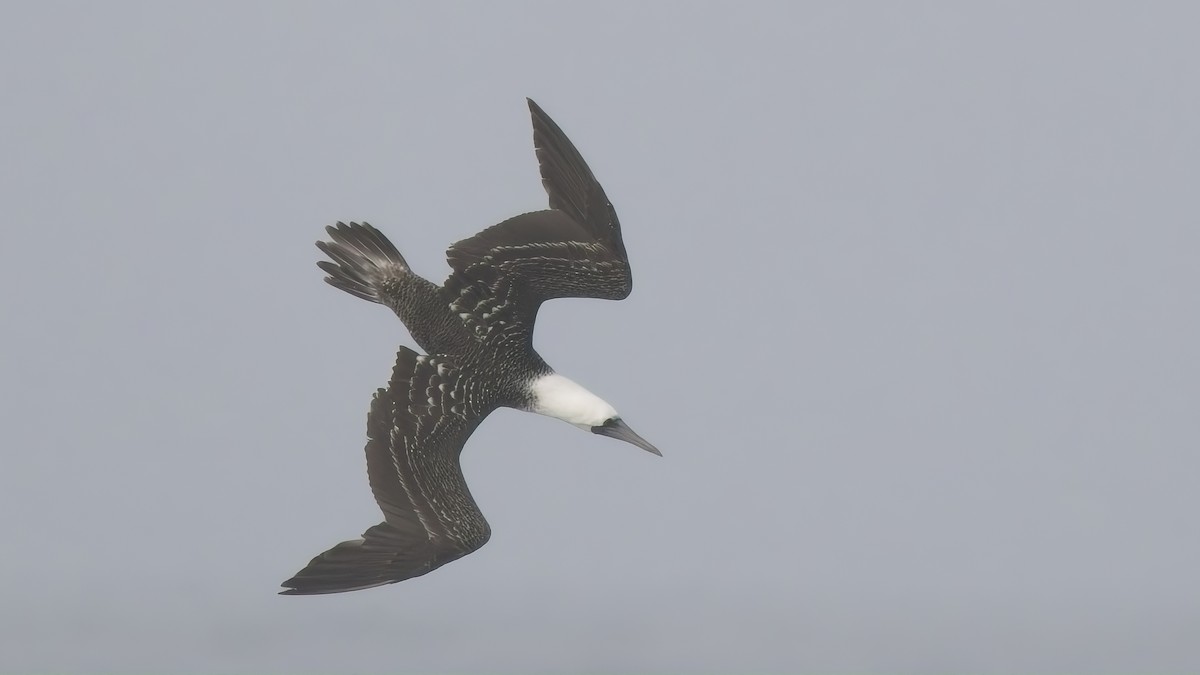 Peruvian Booby - ML646521208