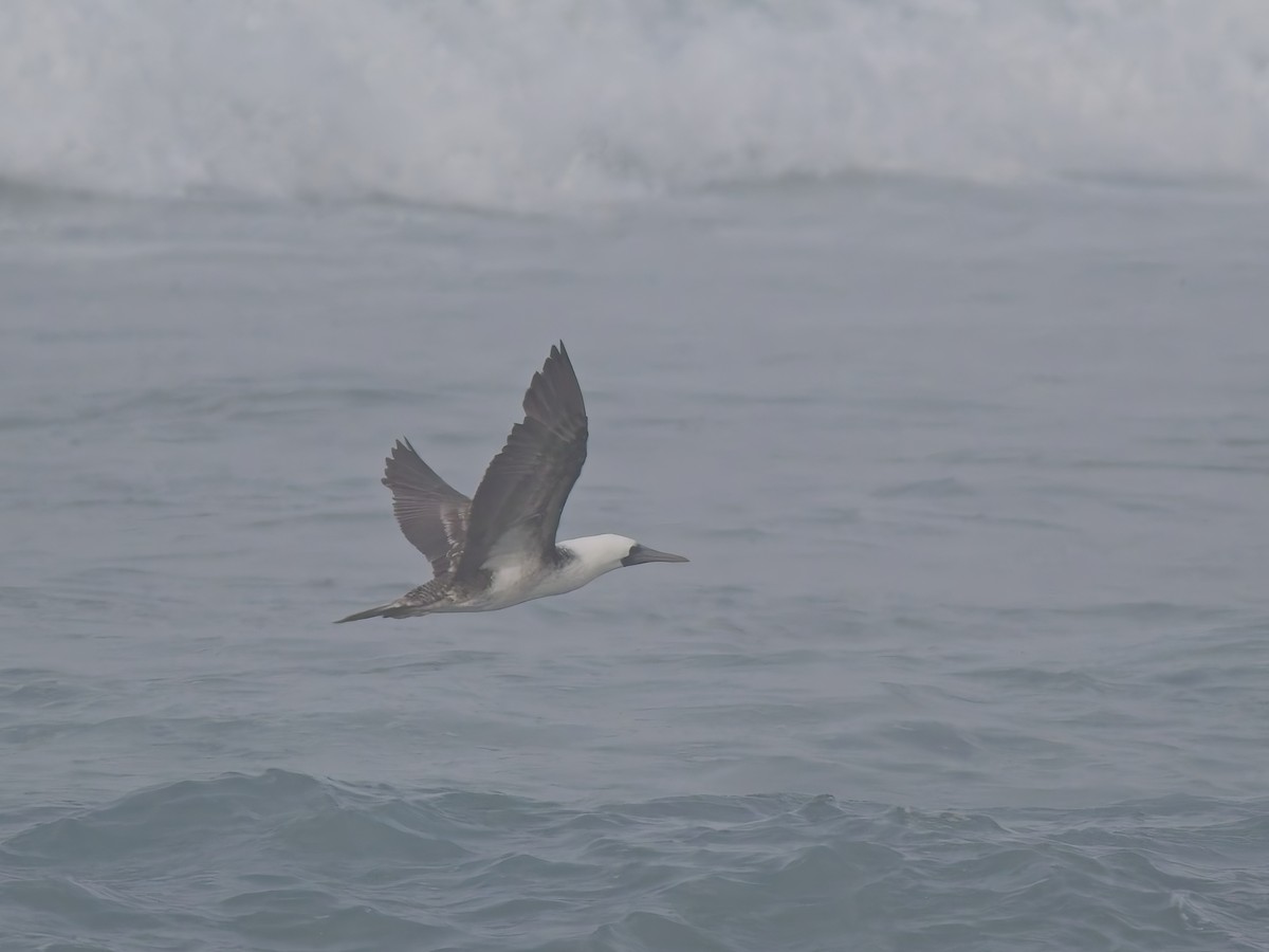 Peruvian Booby - ML646521209