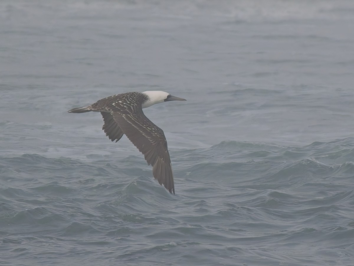 Peruvian Booby - ML646521210