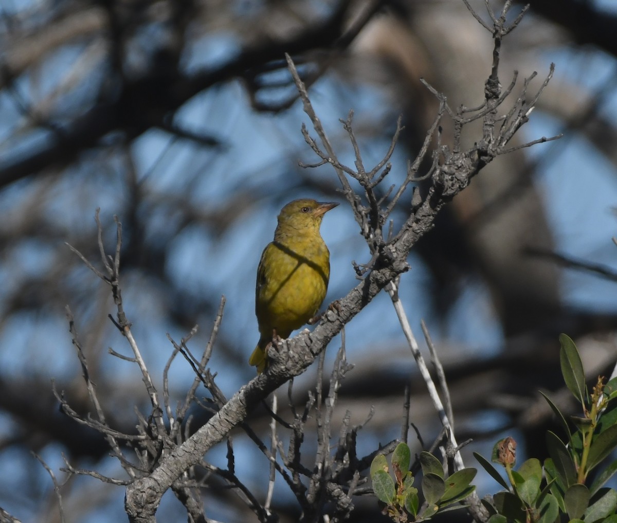 Ткачик іржастощокий - ML646521211