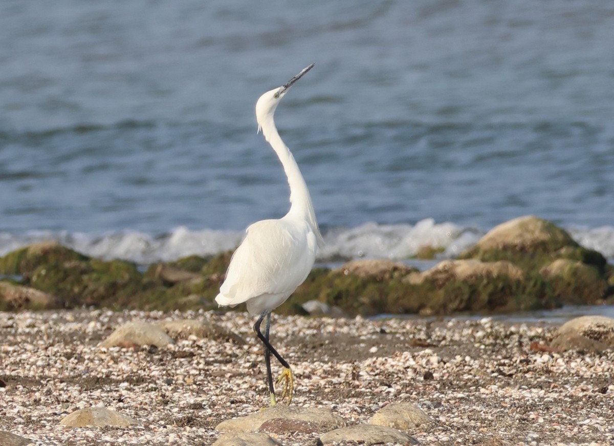 Хурган дэглий - ML646521213