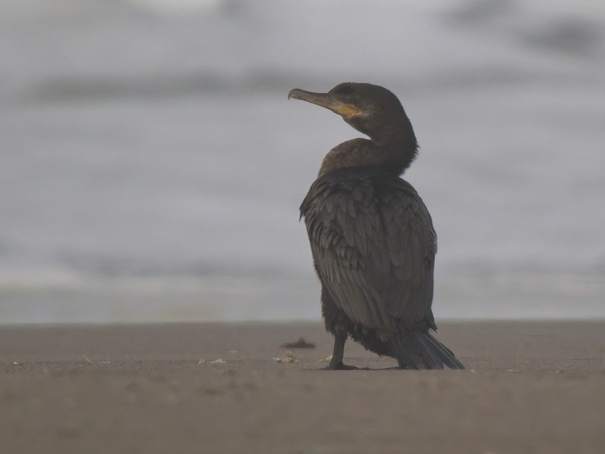 Neotropic Cormorant - ML646521215
