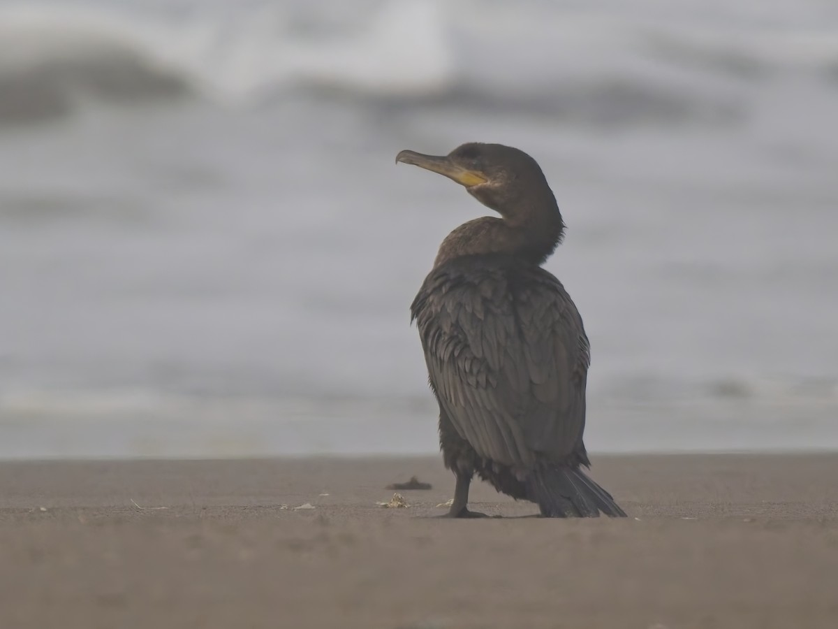 Neotropic Cormorant - ML646521216