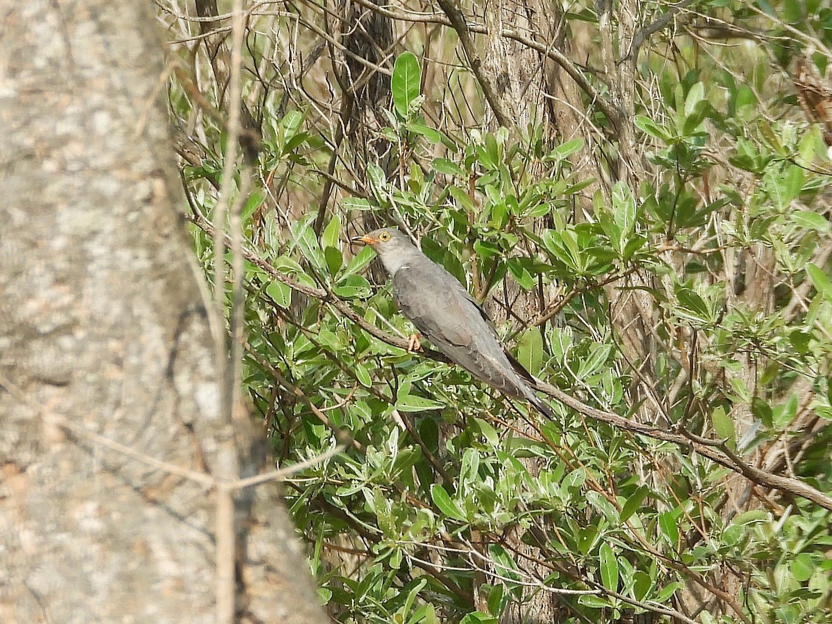 African Cuckoo - ML646521217