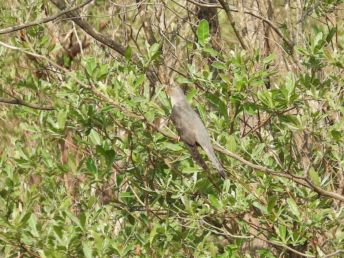 African Cuckoo - ML646521218