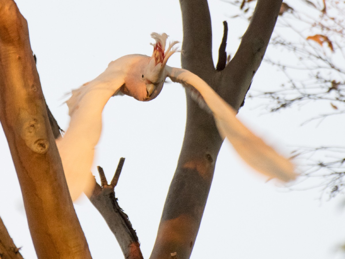 Какаду инка - ML646521219