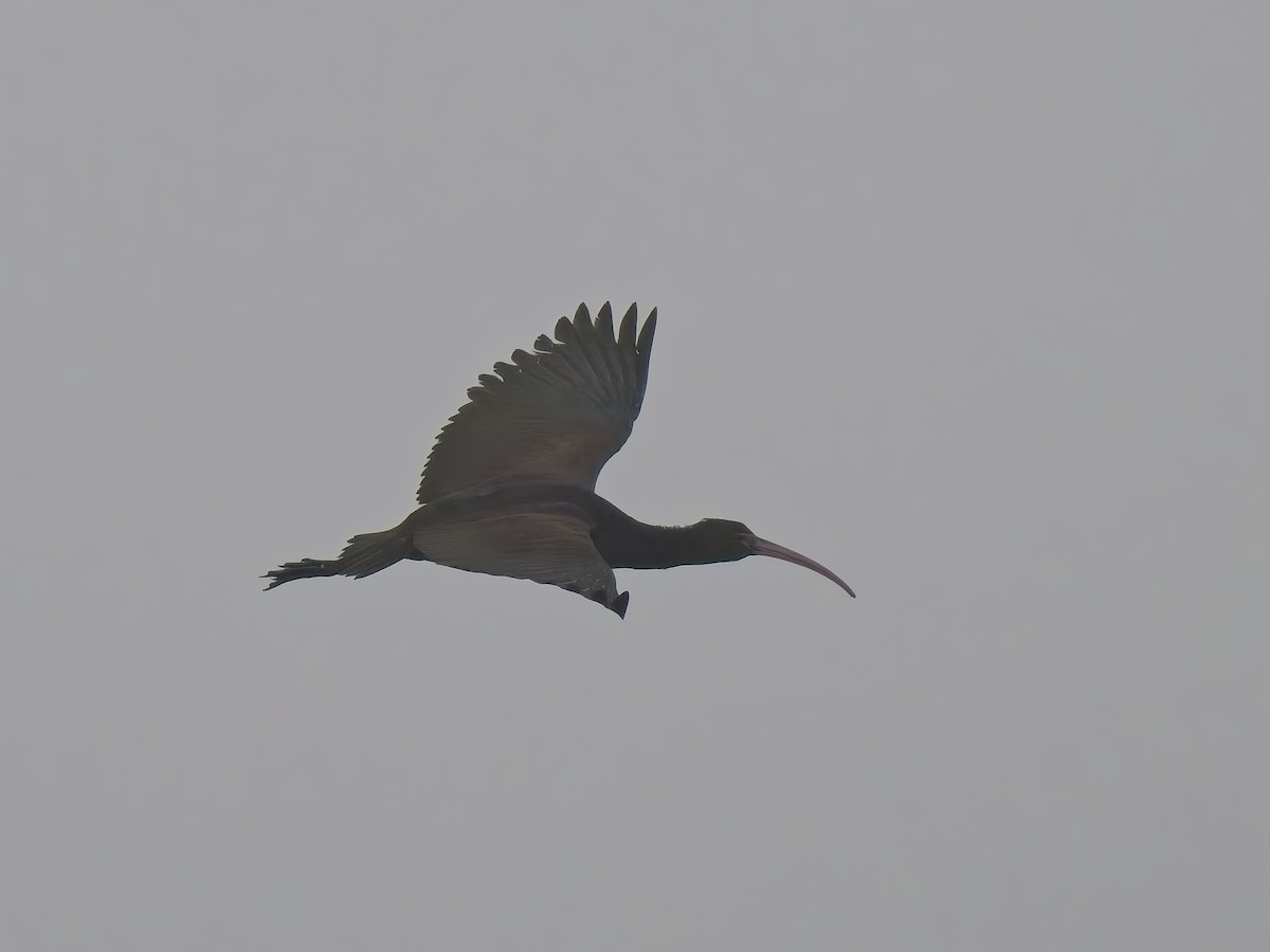 Puna Ibis - ML646521222