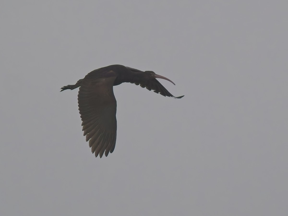 Puna Ibis - ML646521223