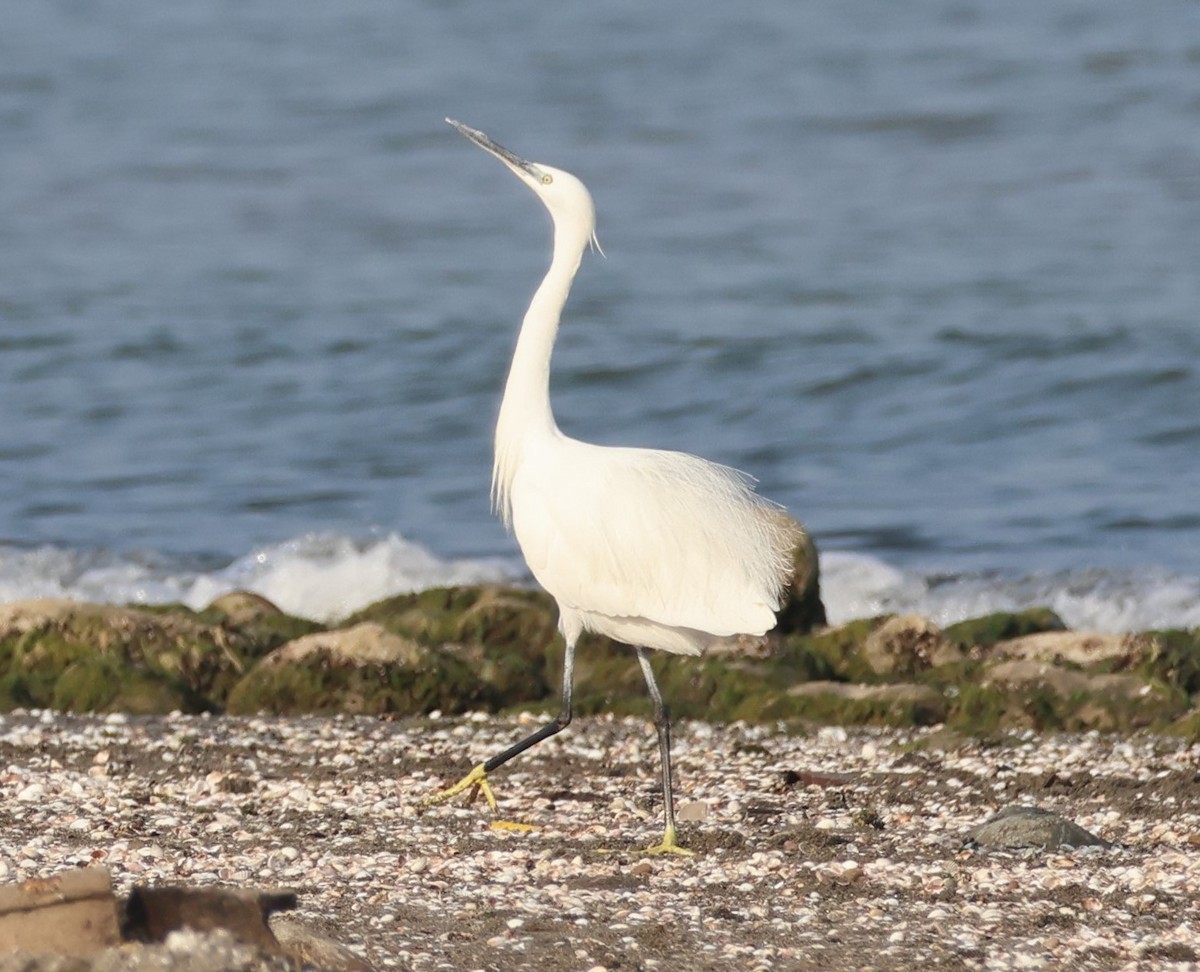 Хурган дэглий - ML646521226