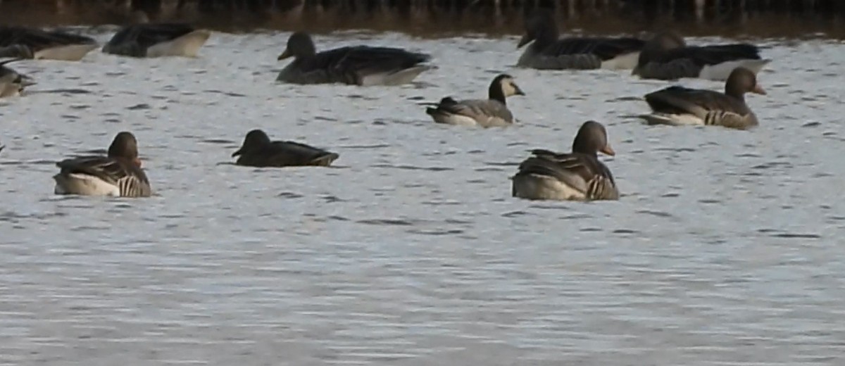 berneška bělolící - ML646521227