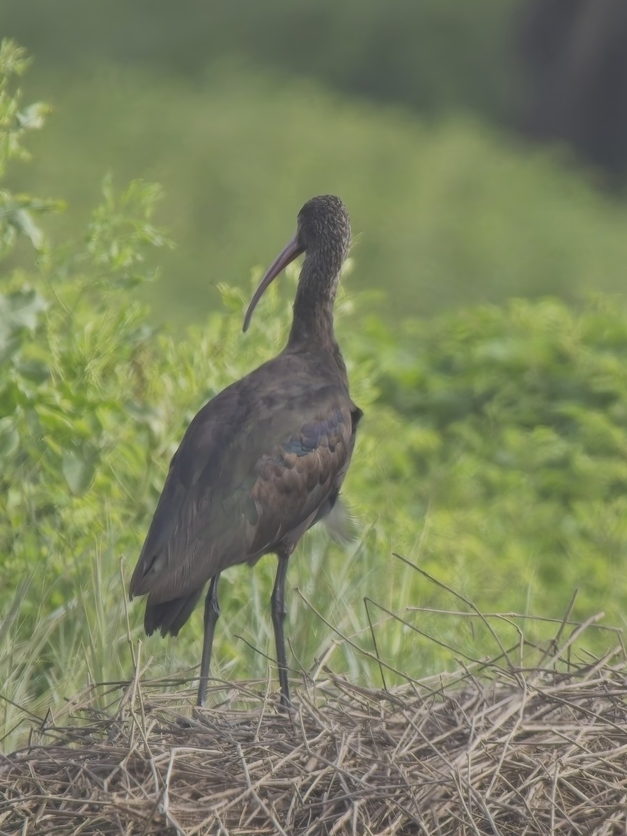 Puna Ibis - ML646521229
