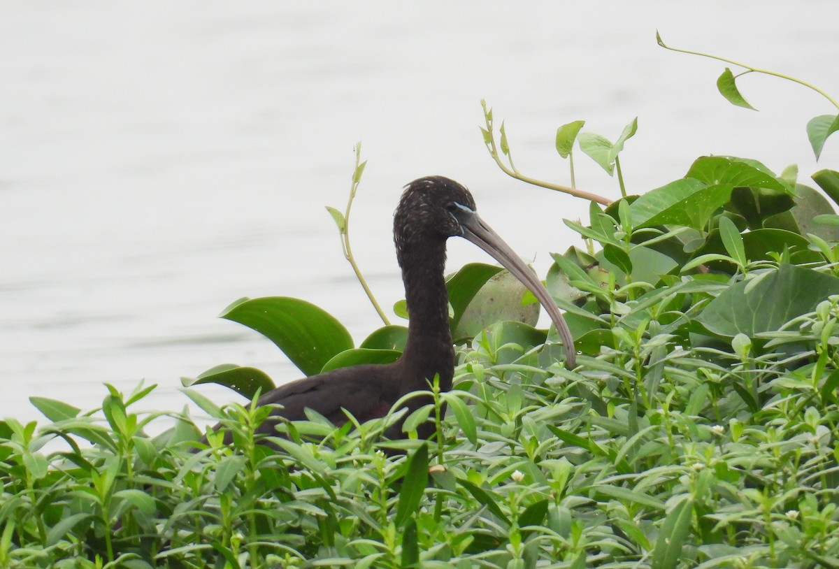 bronseibis - ML646521230