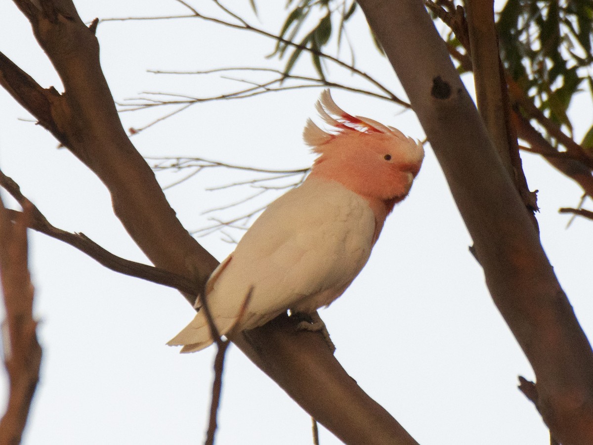 Какаду инка - ML646521231