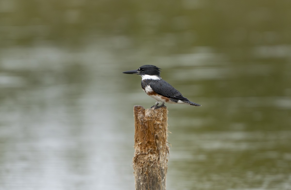Belted Kingfisher - ML646521232