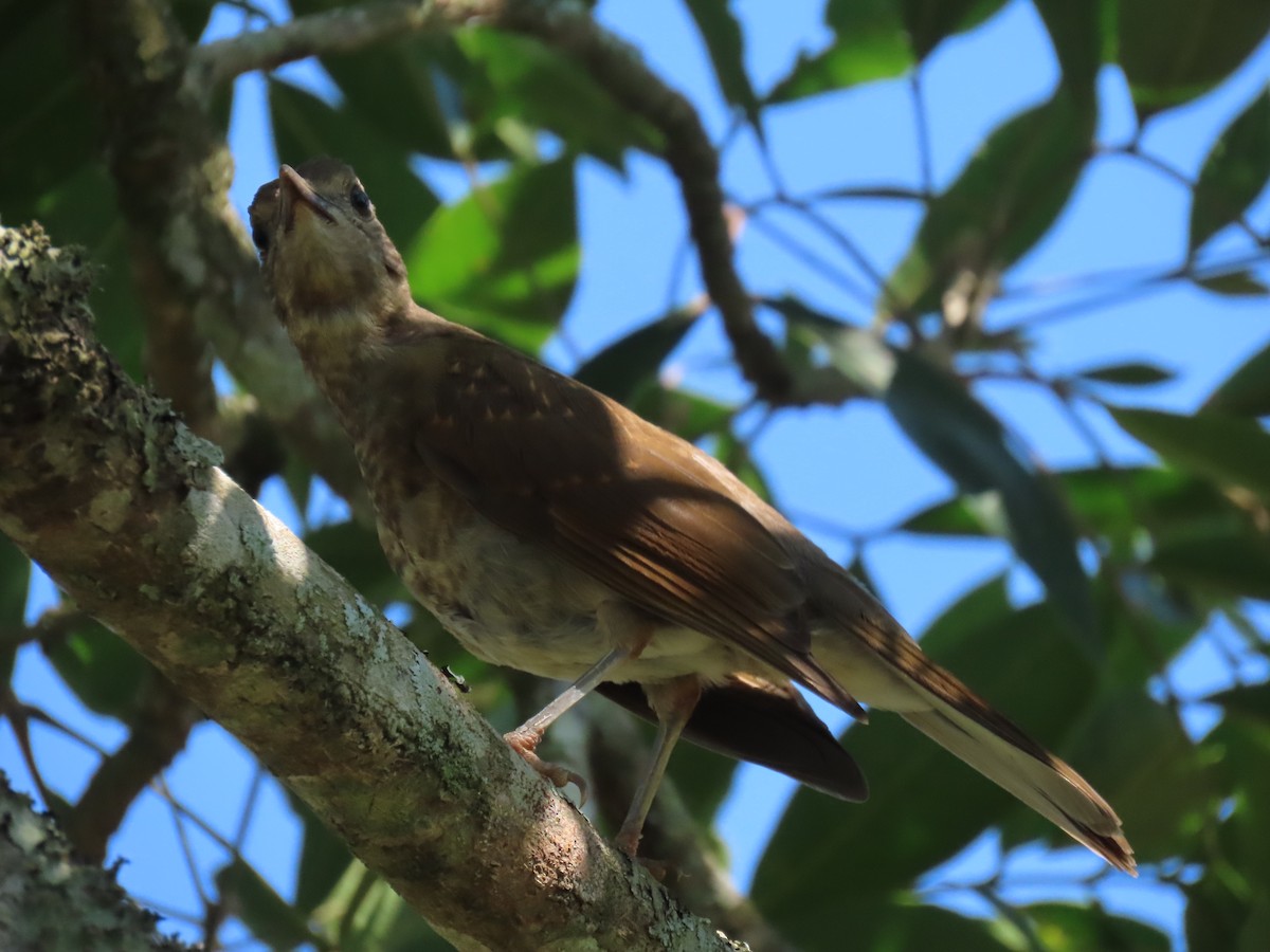 Pale-breasted Thrush - ML646521233