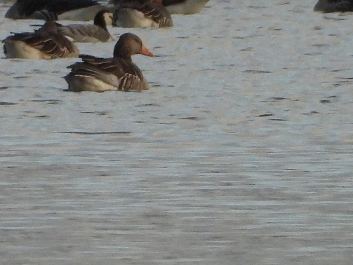 berneška bělolící - ML646521234