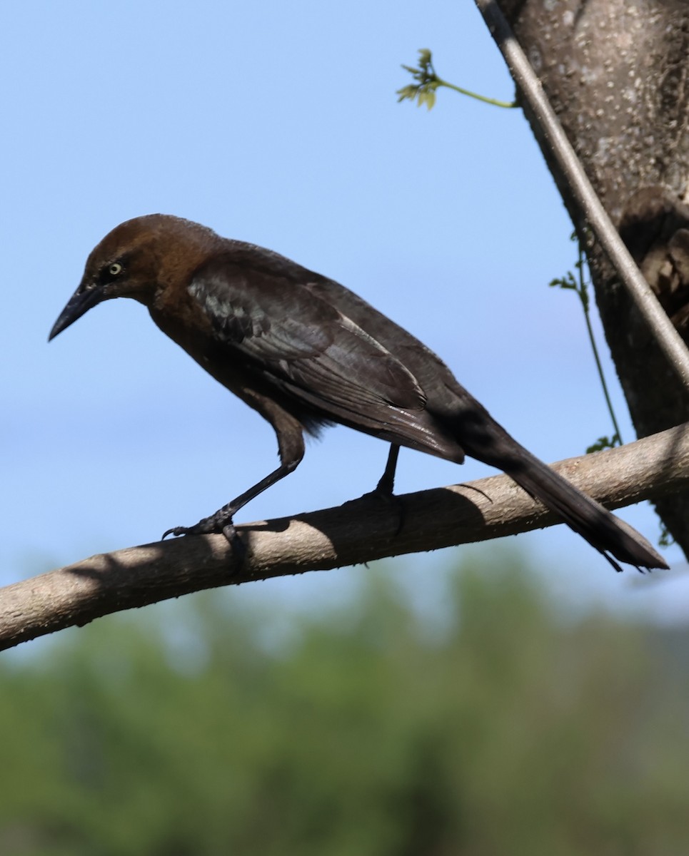Great-tailed Grackle - ML646521237