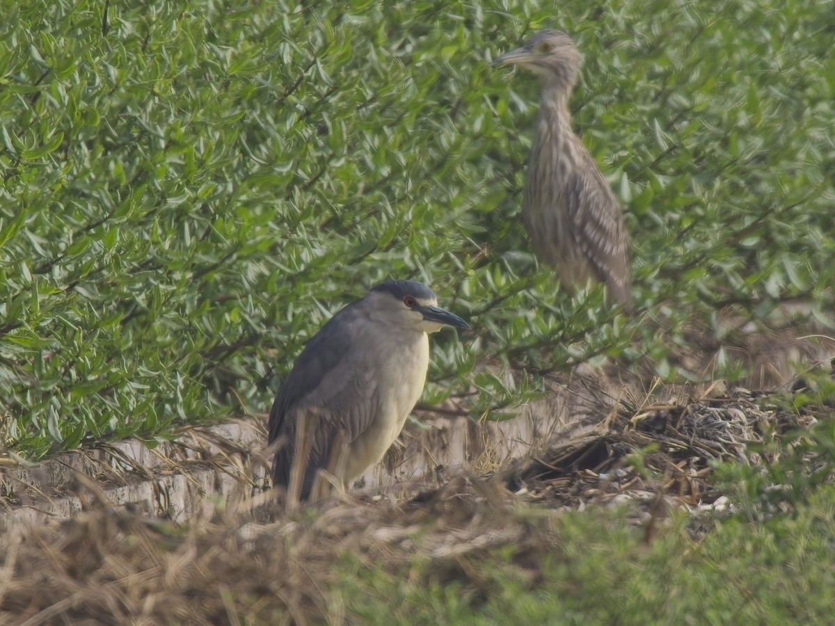 Black-crowned Night Heron - ML646521238