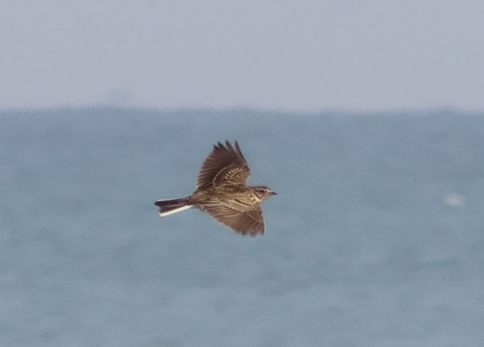 Eurasian Skylark - ML646521239