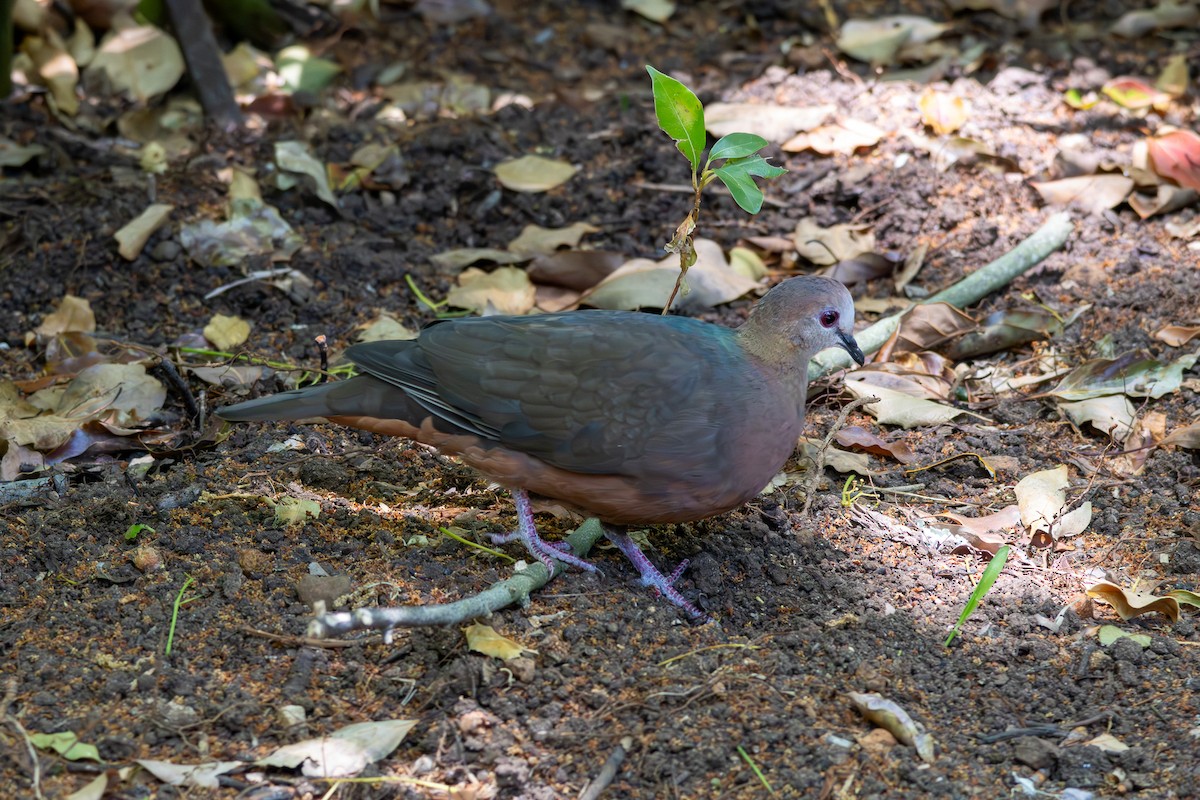 Lemon Dove - ML646521240