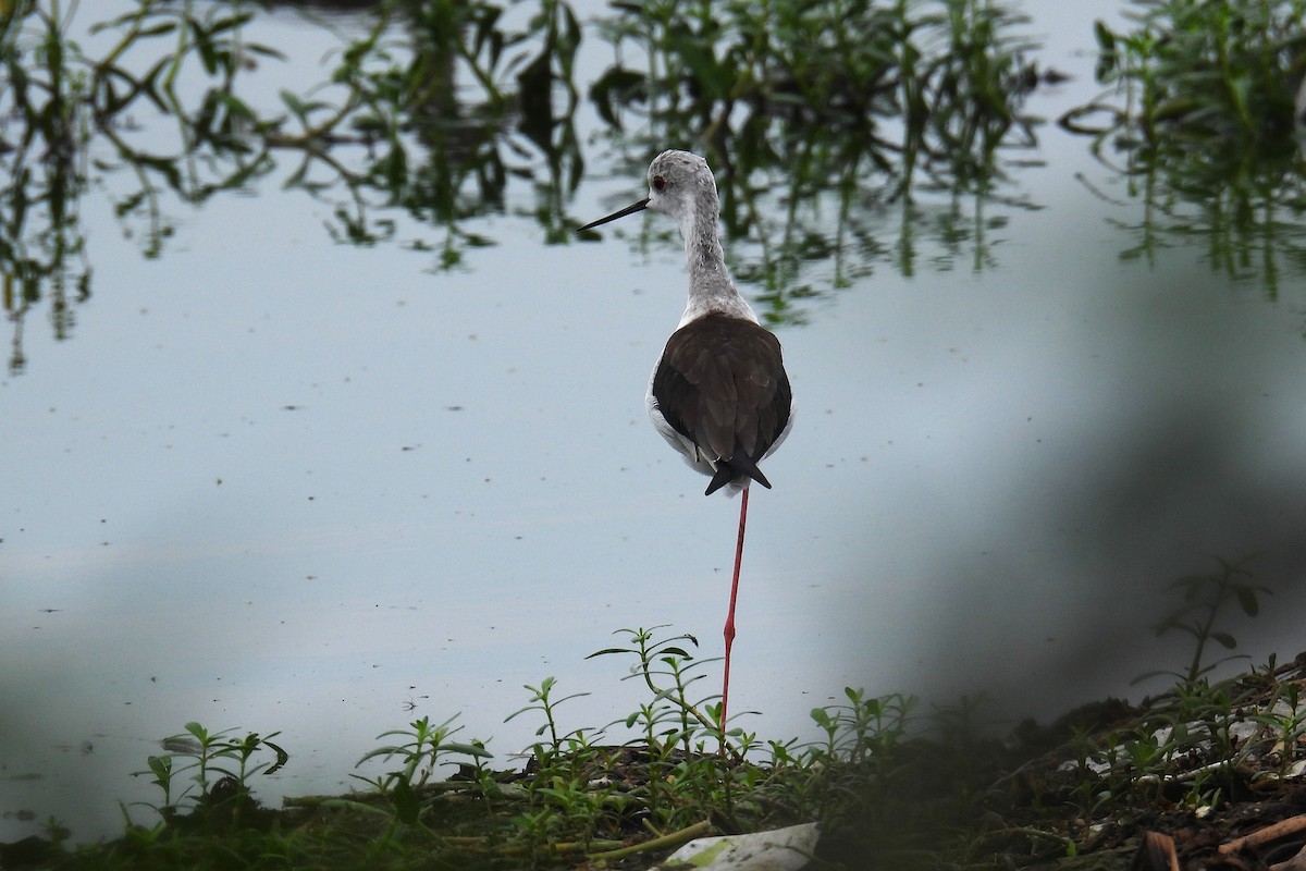 stylteløper - ML646521243