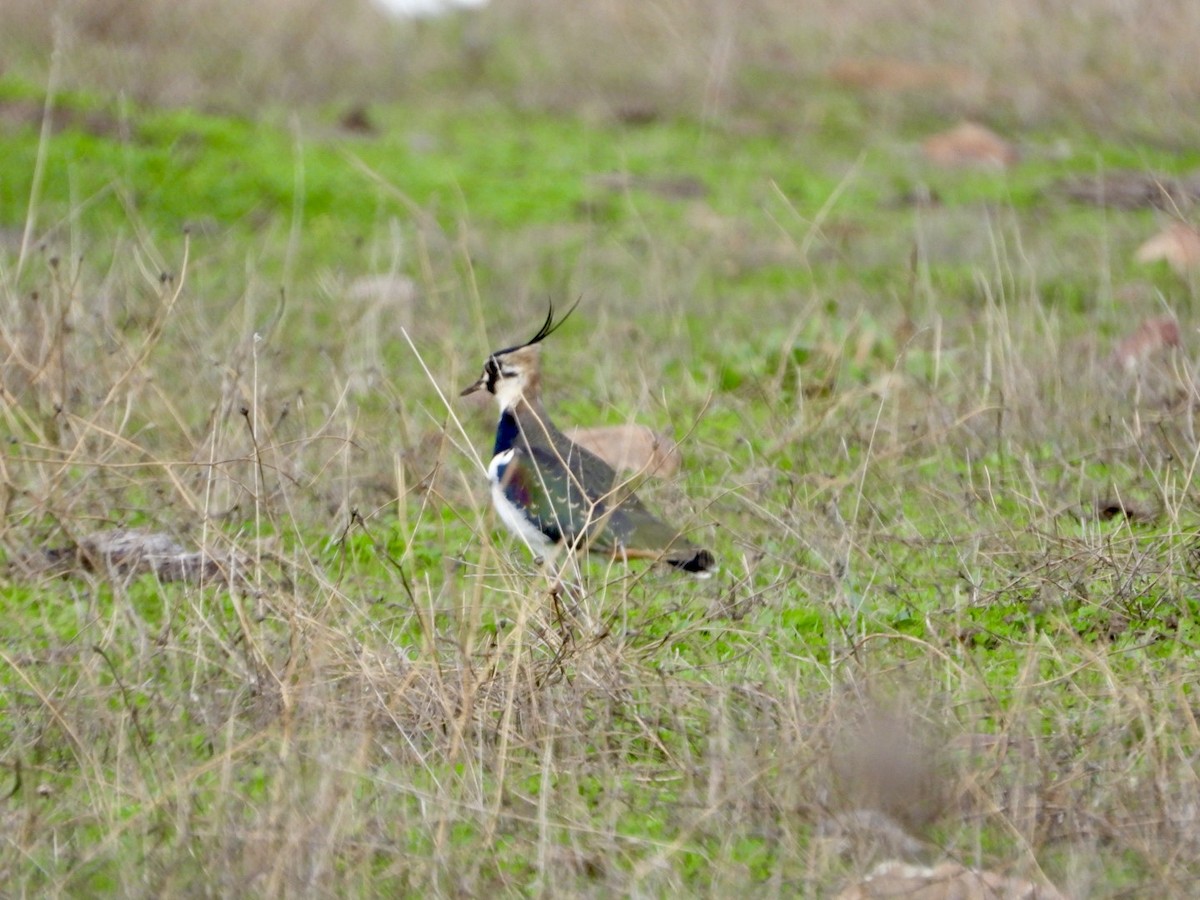 Northern Lapwing - ML646521244