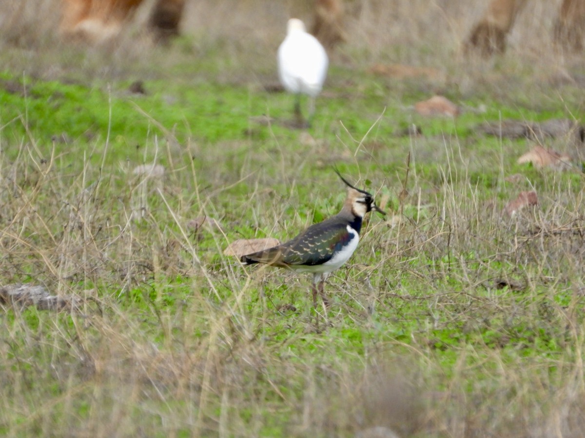 Northern Lapwing - ML646521245