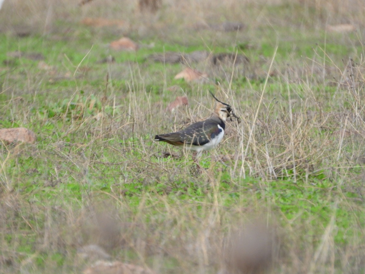 Northern Lapwing - ML646521246