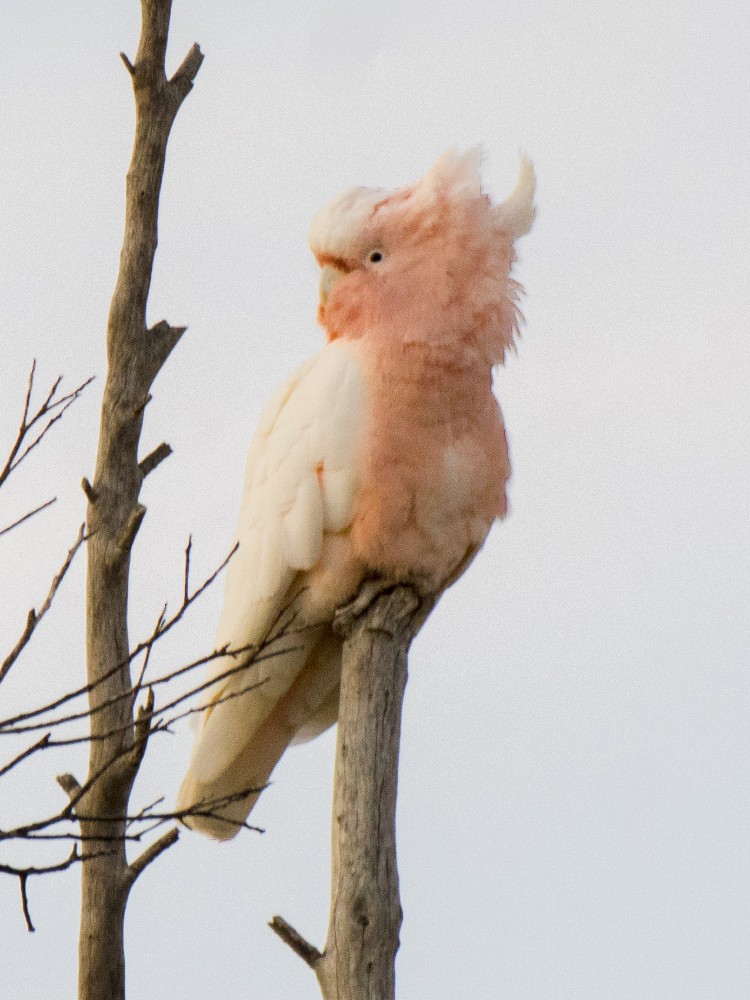 Какаду инка - ML646521247