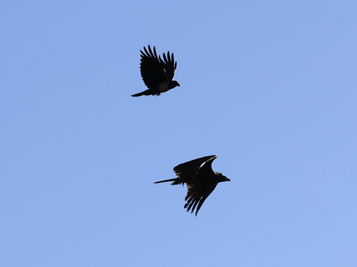Pied Crow - ML646521248