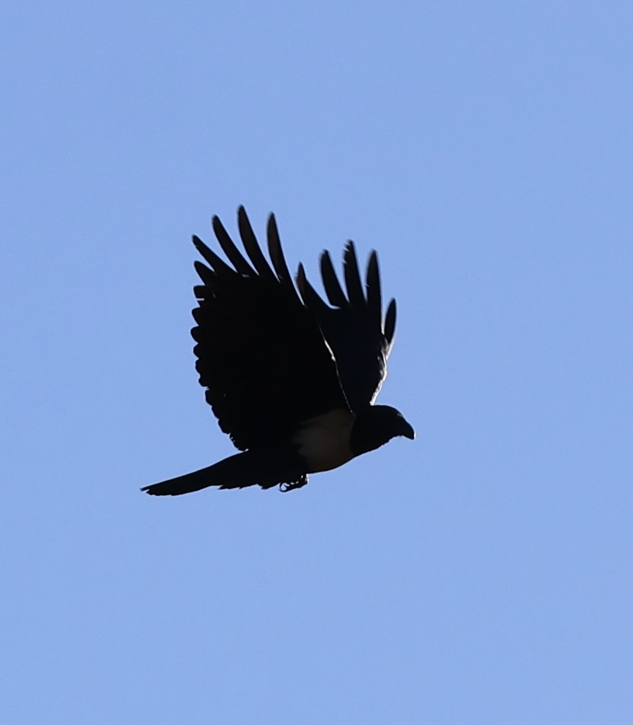 Pied Crow - ML646521249